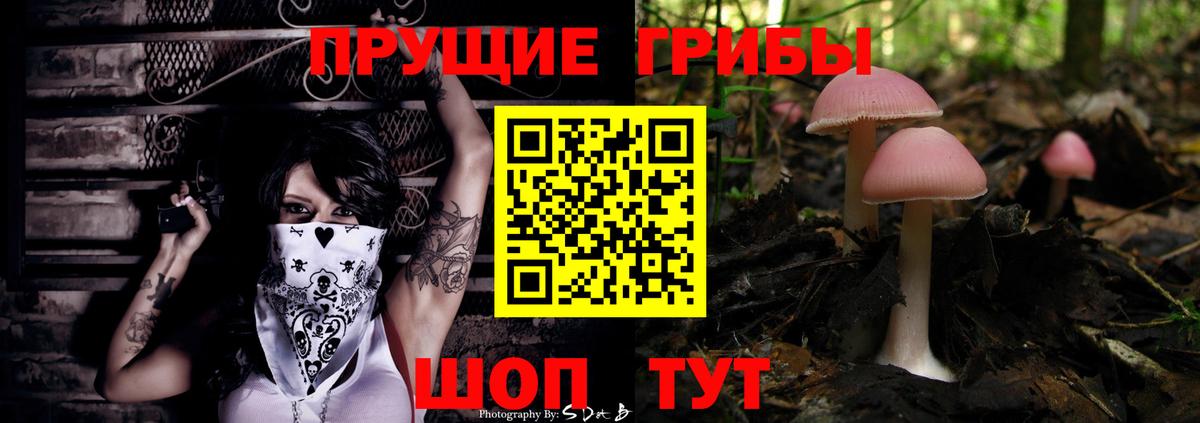Псилоцибиновые грибы Cubensis Коряжма